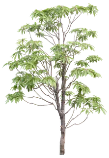 高清树木素材 免抠PSD植物素材 美术绘画园林贴图 树草灌木花草