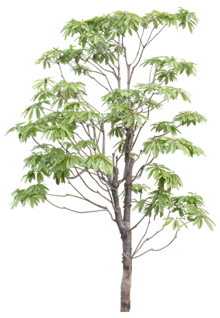 高清树木素材 免抠PSD植物素材 美术绘画园林贴图 树草灌木花草