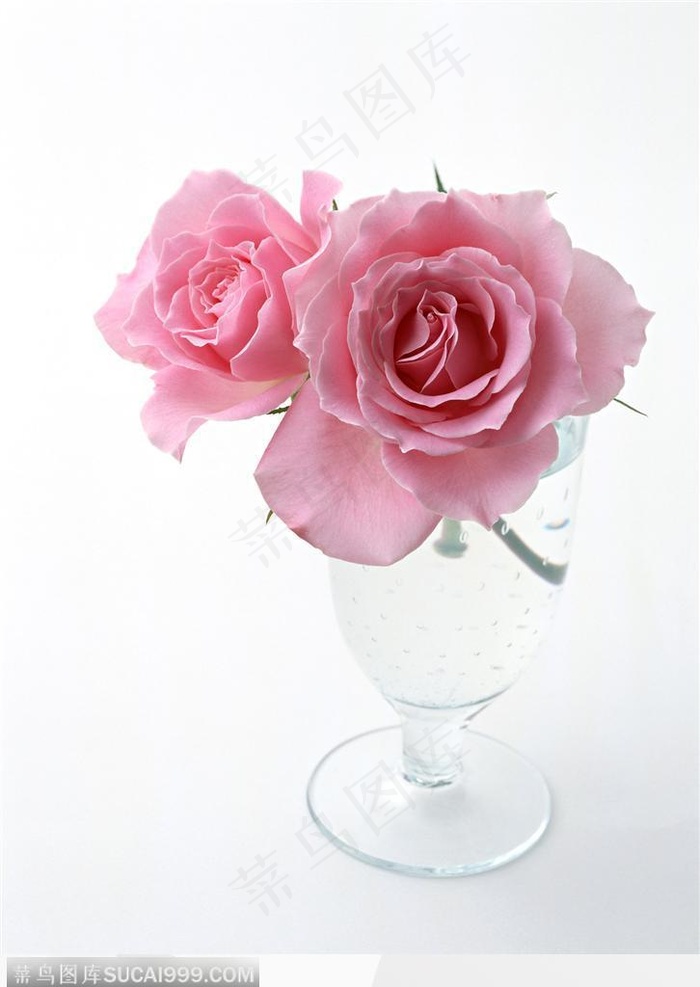 花的彩绘-杯中的粉色玫瑰
