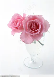 花的彩绘-杯中的粉色玫瑰