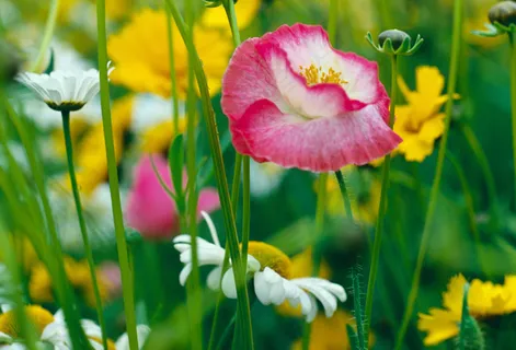 野花野草图片下载