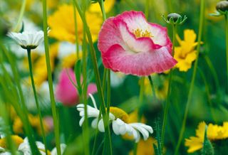 野花野草图片下载