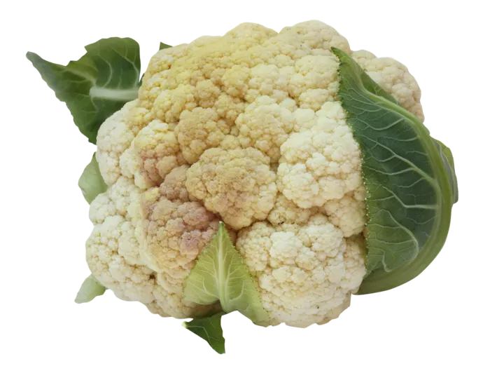 花心菜白心菜