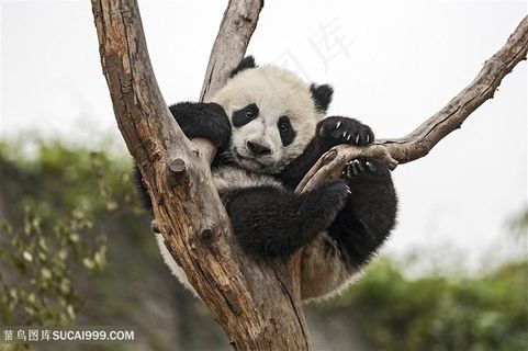 挂在树杈上的大熊猫图片