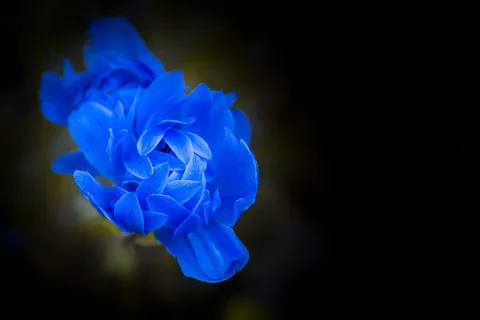 海葵花开花图片 海葵花开花图片