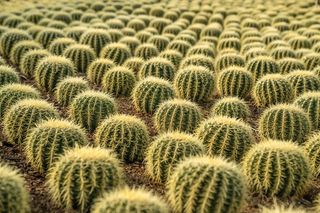 绿色仙人掌仙人球摄影素材