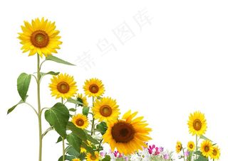 向日葵花卉壁纸