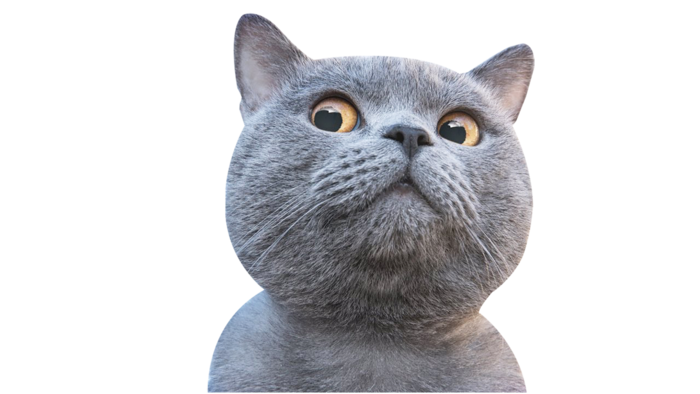 猫咪蓝猫宠物