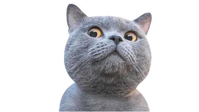 猫咪蓝猫宠物