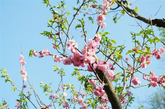 梅花树枝上粉红色的梅花图