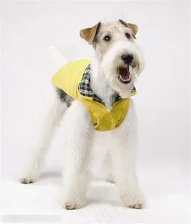 迷你犬-站立的白色梗犬