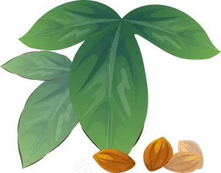 手绘草本中药药材