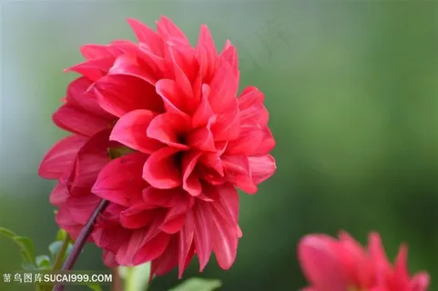 高清唯美红色大丽花鲜花图片