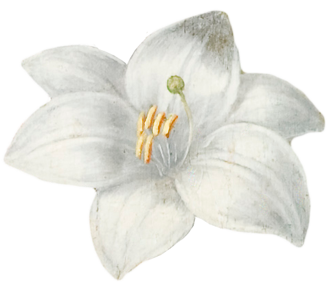 复古油画质感宫廷花卉植物花朵鲜花拼贴图案PNG免抠图片设计素材