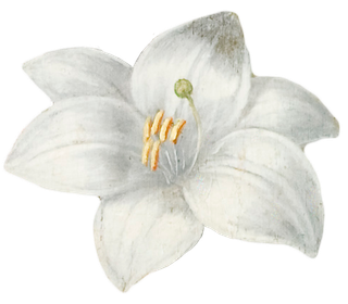 复古油画质感宫廷花卉植物花朵鲜花拼贴图案PNG免抠图片设计素材