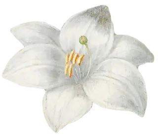 复古油画质感宫廷花卉植物花朵鲜花拼贴图案PNG免抠图片设计素材