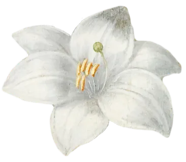 复古油画质感宫廷花卉植物花朵鲜花拼贴图案PNG免抠图片设计素材 复古油画质感宫廷花卉植物花朵鲜花拼贴图案PNG免抠图片设计素材