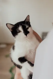 可爱猫咪猫猫摄影素材 可爱猫咪猫猫摄影素材