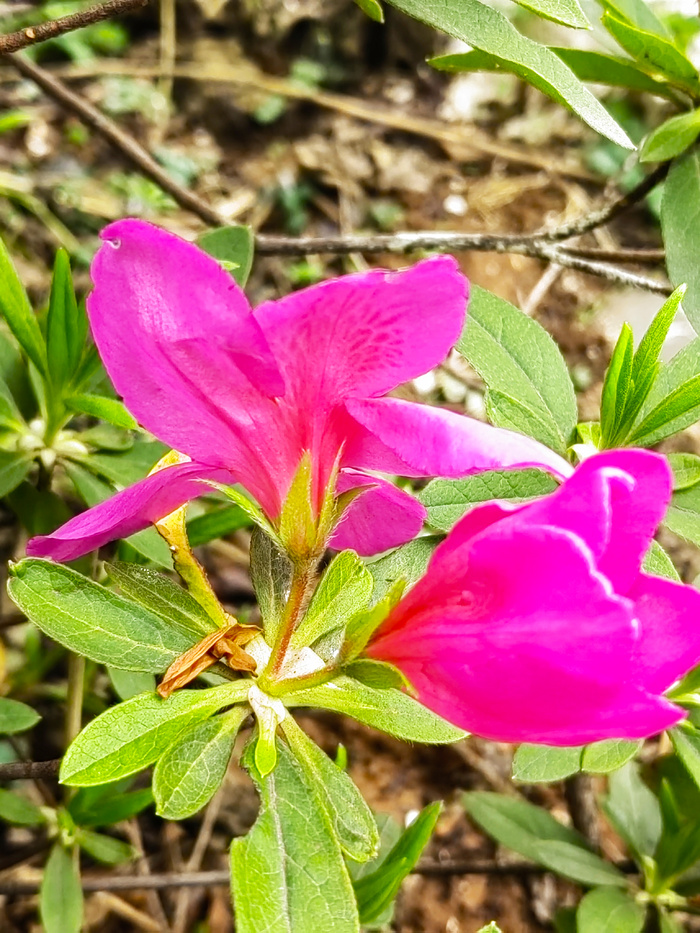 锦绣杜鹃花