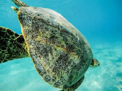 海里的海龟摄影 海里的海龟摄影