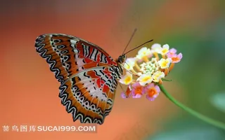 鲜花上精美花斑蝴蝶
