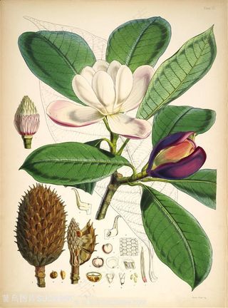 高清花草花枝花卉图谱