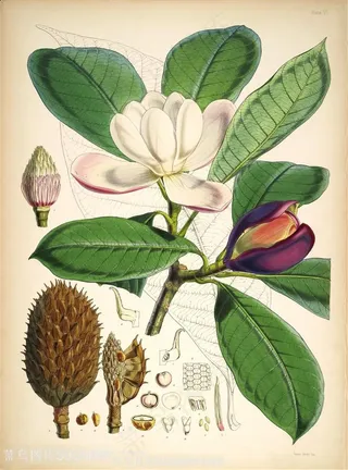 高清花草花枝花卉图谱