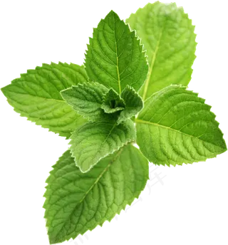 PNG 薄荷叶 植物 叶子  