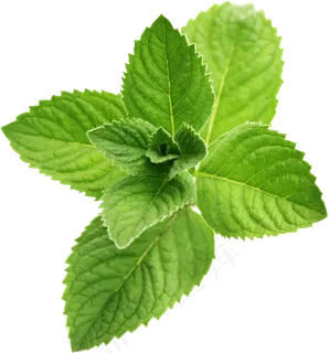 PNG 薄荷叶 植物 叶子   PNG 薄荷叶 植物 叶子