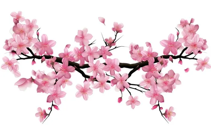樱花(1344x896)
