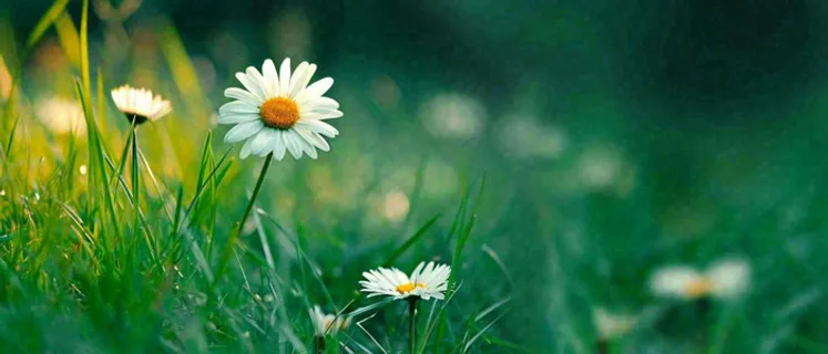 夏至夏天向阳菊花草地立夏小暑摄影图