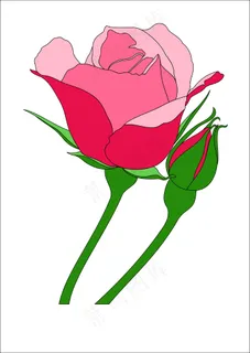 两支玫瑰花矢量素材