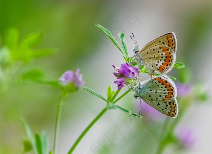 棕灰蝶在苜蓿花上