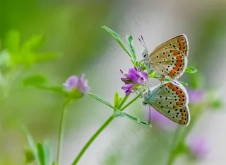棕灰蝶在苜蓿花上