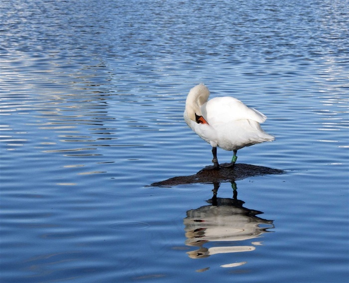 丹麦哥本哈根的天鹅