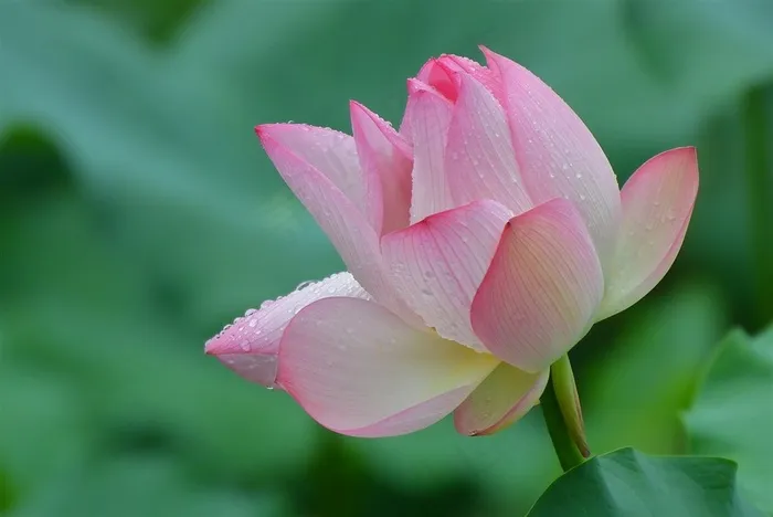 雨后娇艳的荷花摄影图