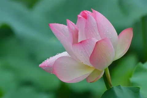 雨后娇艳的荷花摄影图 雨后娇艳的荷花摄影图