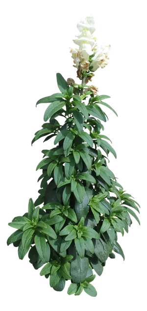 高清树木素材 免抠PSD植物素材 美术绘画园林贴图 树草灌木花草