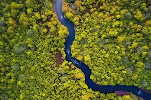 俯瞰下的森林河流摄影图 俯瞰下的森林河流摄影图