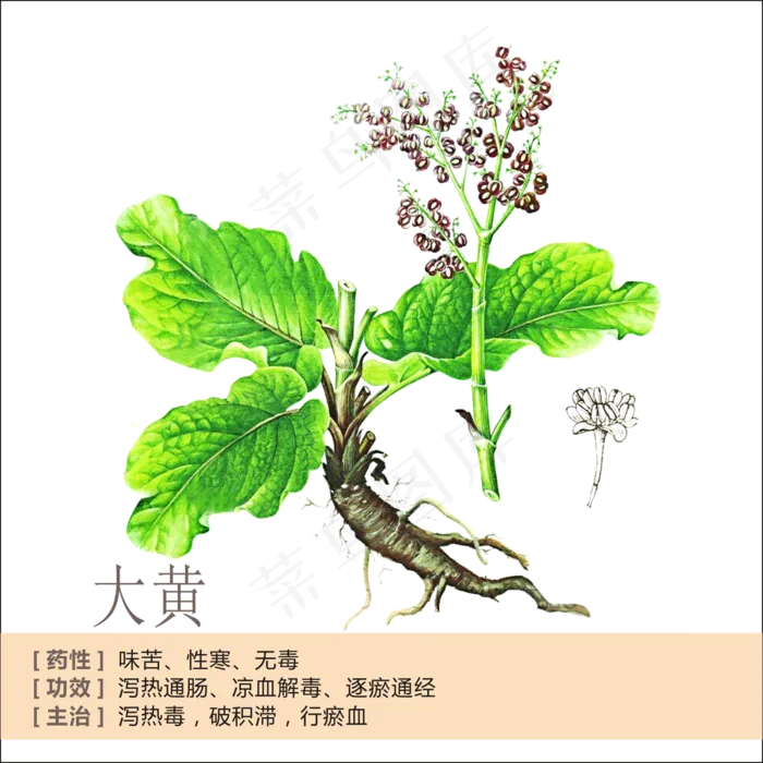 手绘草本中药药材大黄