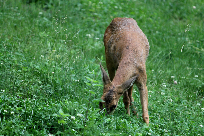 鹿野生梅花鹿动物园设计素材