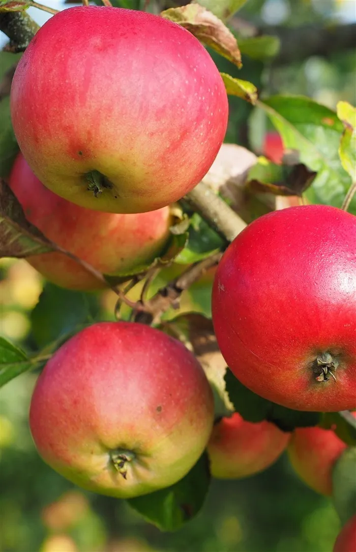 成熟新鲜的红苹果