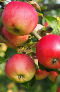 成熟新鲜的红苹果