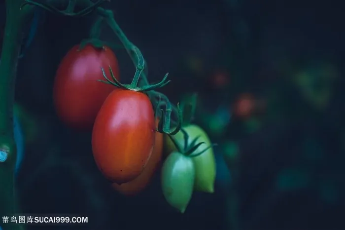 枝上的圣女果小番茄摄影