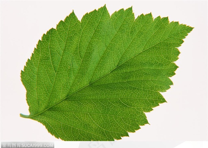 漂亮树叶-长满锯齿的圆形树叶