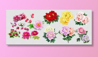 牡丹花素材免扣图