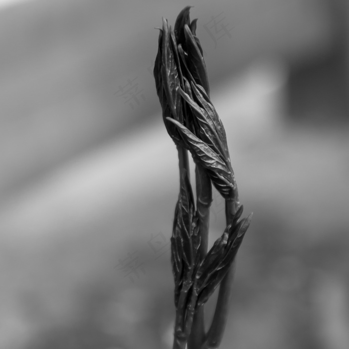 正能量黑白图片