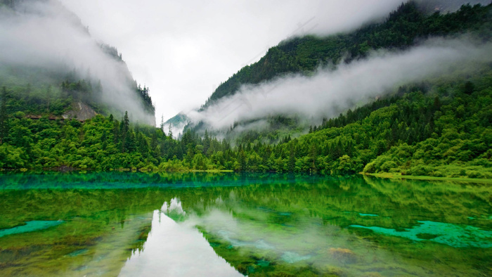 风景画 绿地风景 自然风景画 花树