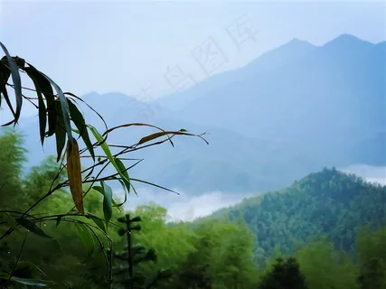 清晨山间美丽的竹叶和露珠摄影图片 清晨山间美丽的竹叶和露珠摄影图片