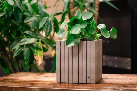 镜面草植物小盆栽图片 镜面草植物小盆栽图片